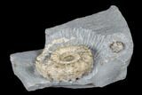 Jurassic Ammonite (Microderoceras) - Charmouth, England #176355-2